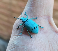 Ericydeus sedecimpunctatus