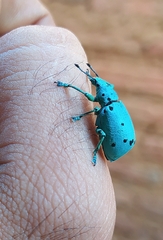 Ericydeus sedecimpunctatus