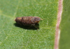 Scaphytopius acutus