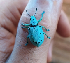 Ericydeus sedecimpunctatus