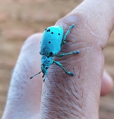 Ericydeus sedecimpunctatus