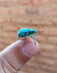 Ericydeus sedecimpunctatus