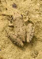 Blanchard's Cricket Frog photo 5
