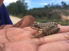 Pelophylax ridibundus