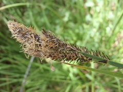 Carex senta