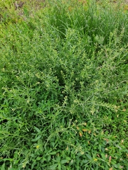 Lepidium ruderale