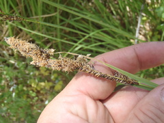 Carex senta