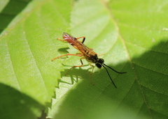 Tenthredo verticalis