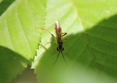 Tenthredo verticalis