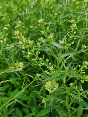 Lepidium ruderale