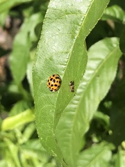 Harmonia axyridis