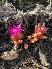 Delosperma repens