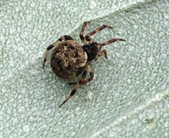 Dipoena melanogaster