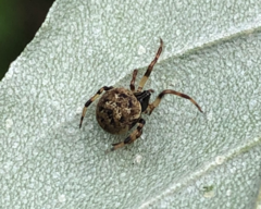 Dipoena melanogaster