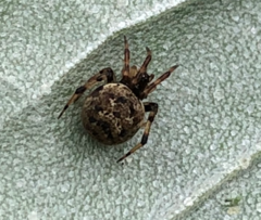 Dipoena melanogaster