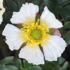 Ranunculus glacialis