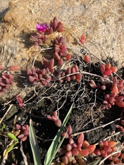 Delosperma repens