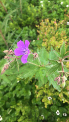 Geranium sylvaticum