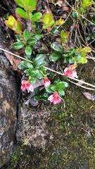 Vaccinium vitis-idaea