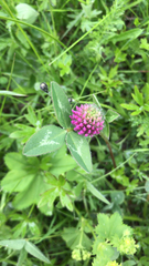 Trifolium pratense