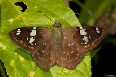 Celaenorrhinus similis