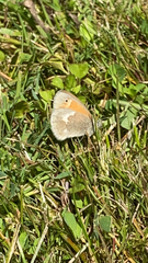 Coenonympha