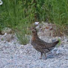 Canachites canadensis canace