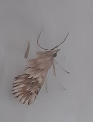 Cynaeda