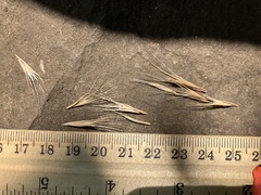 Bromus arvensis
