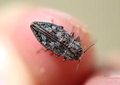 Chrysobothris scabripennis