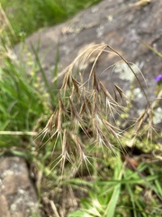 Bromus arvensis