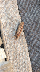 Limnephilus