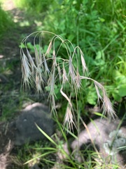 Bromus arvensis