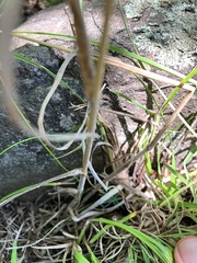Bromus arvensis