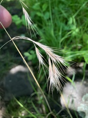 Bromus arvensis