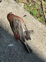 Haemorhous mexicanus