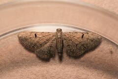 Eupithecia extraversaria