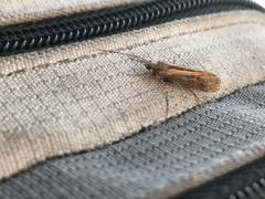 Limnephilus