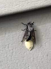 Tabanus trimaculatus