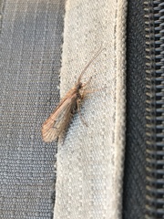 Limnephilus