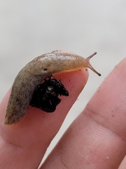 Deroceras reticulatum