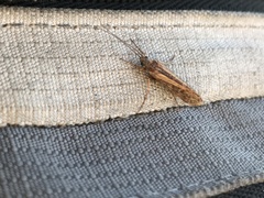 Limnephilus