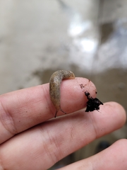 Deroceras reticulatum