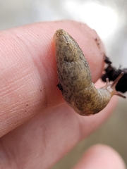 Deroceras reticulatum