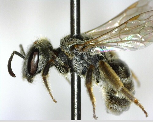 iNaturalist observation photo of Furrow Bees