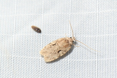Agonopterix curvilineella