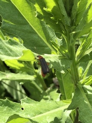 Cantharis pellucida