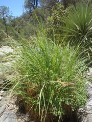 Carex senta