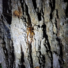 Ceuthophilus gracilipes