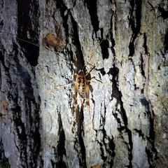 Ceuthophilus gracilipes